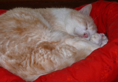 Katzengeplauder